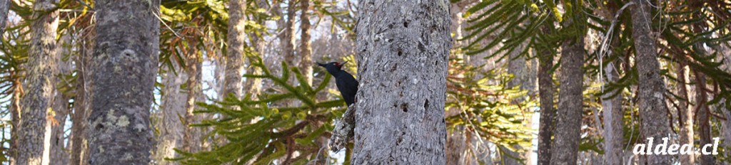 carpintero_negro_bosque_araucarias